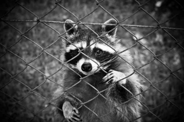 raccoon-animal-animal-world-wildlife-photography-160709.jpeg